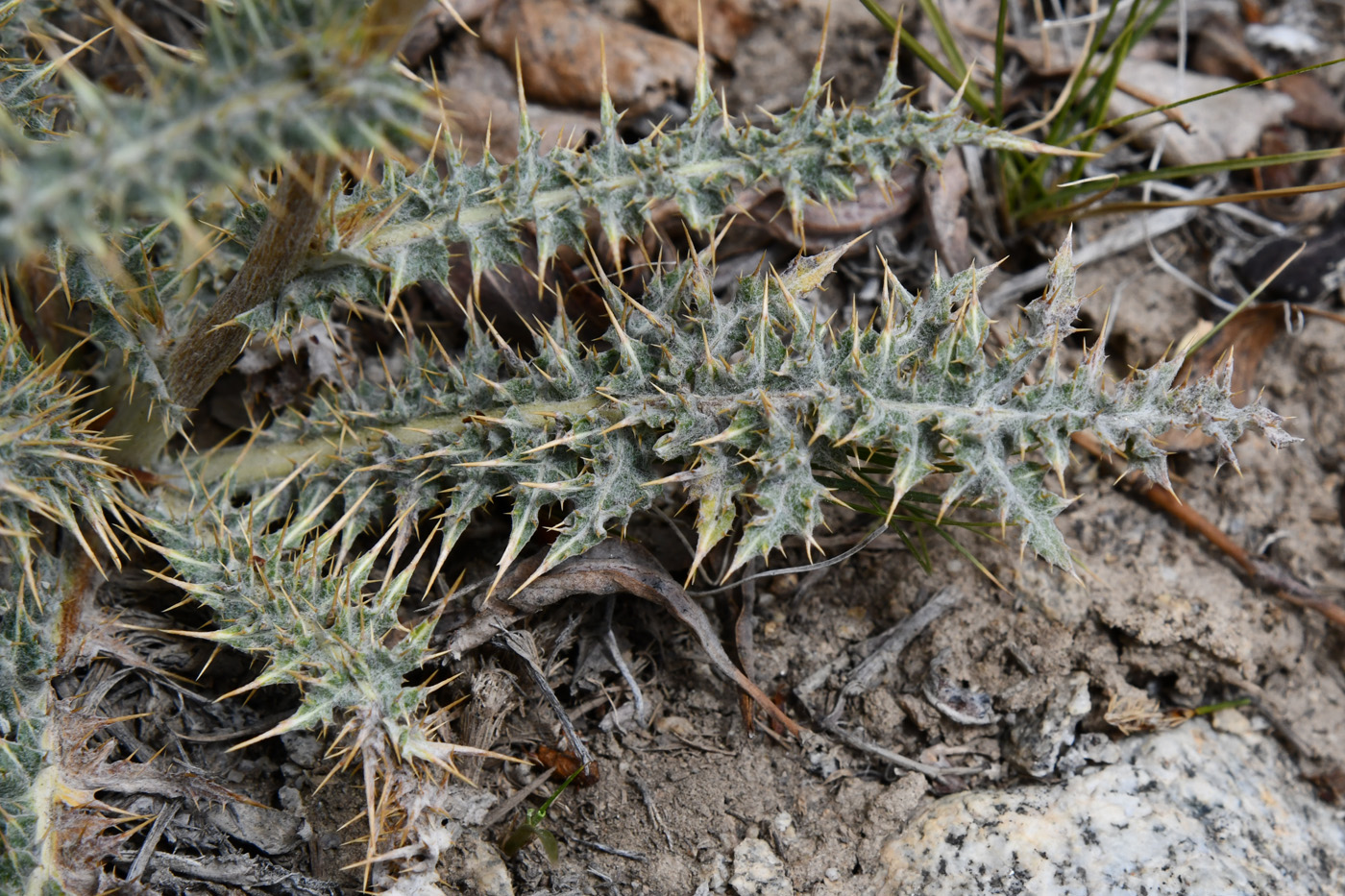 Image of Cousinia rava specimen.