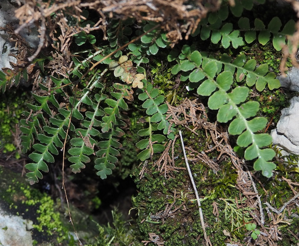 Image of Ceterach officinarum specimen.