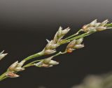 Eragrostis imberbis