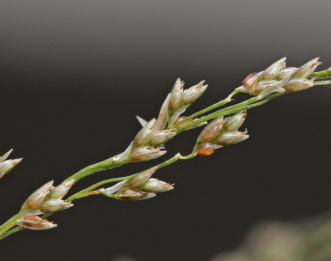 Image of Eragrostis imberbis specimen.