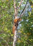 Betula czerepanovii