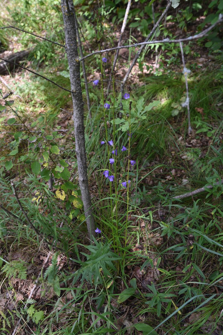 Image of Campanula persicifolia specimen.