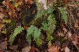 Asplenium adiantum-nigrum