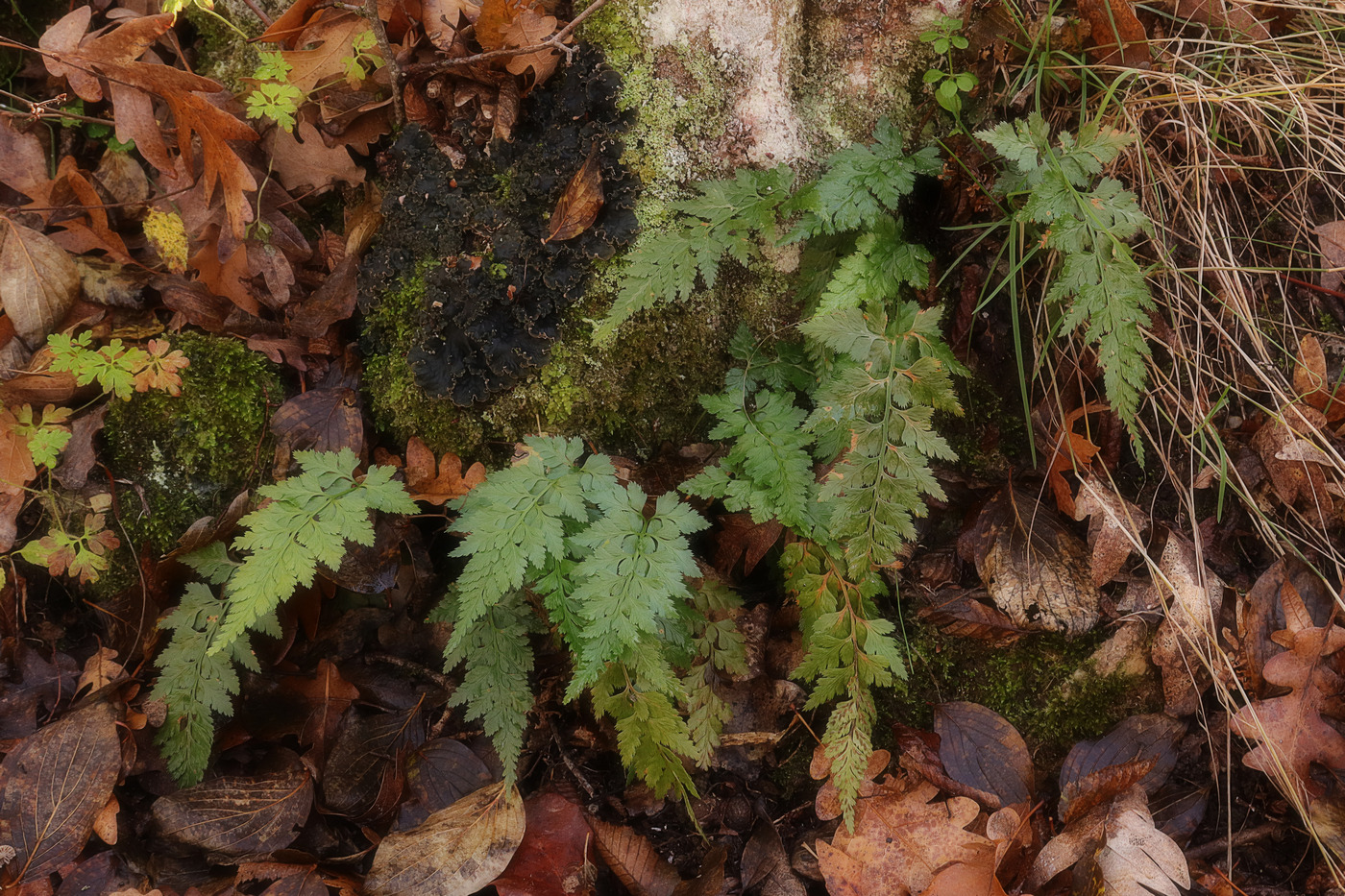 Изображение особи Asplenium adiantum-nigrum.