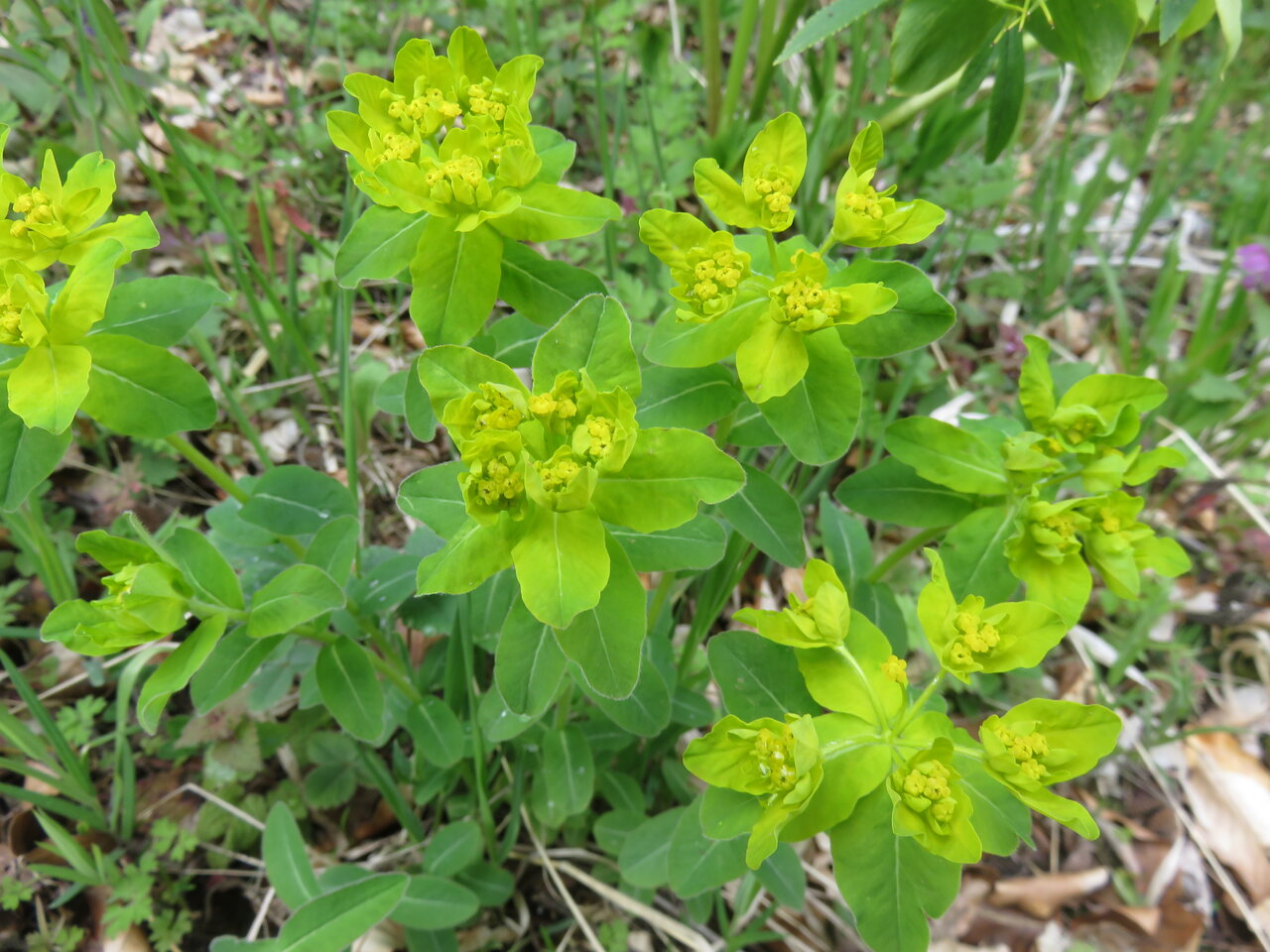 Image of Euphorbia epithymoides specimen.