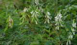 Vicia sylvatica. Часть цветущего и плодоносящего побега. Свердловская обл., Красноуфимский округ, Саргаинский сельский совет, окр. пос. Саргая, залесённый склон прибрежного холма. 19 августа 2023 г.