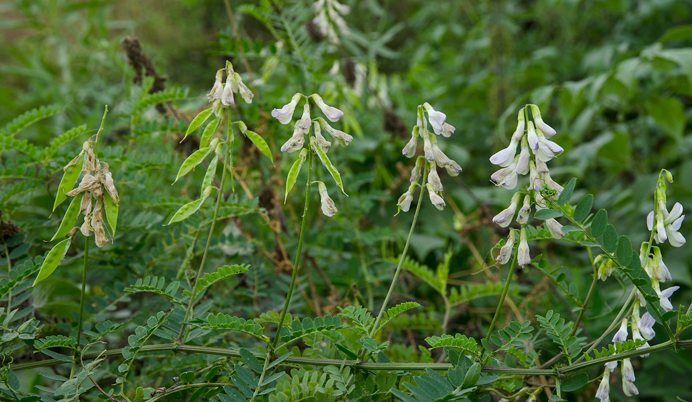 Image of Vicia sylvatica specimen.