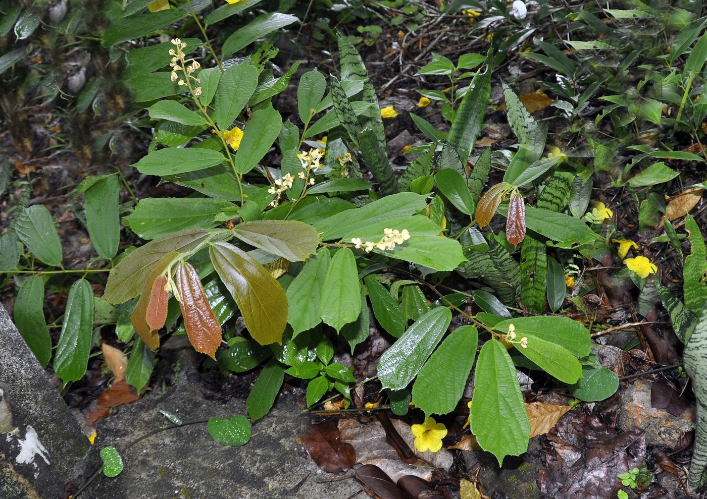 Image of Microcos paniculata specimen.