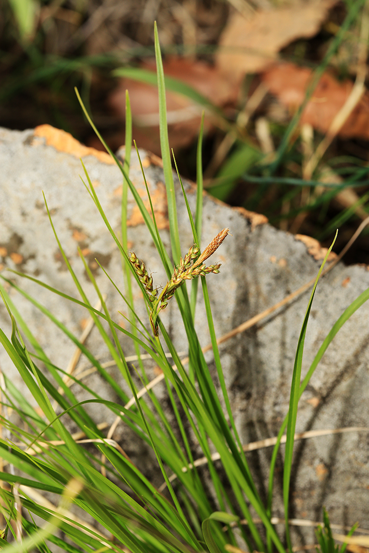 Изображение особи Carex supermascula.