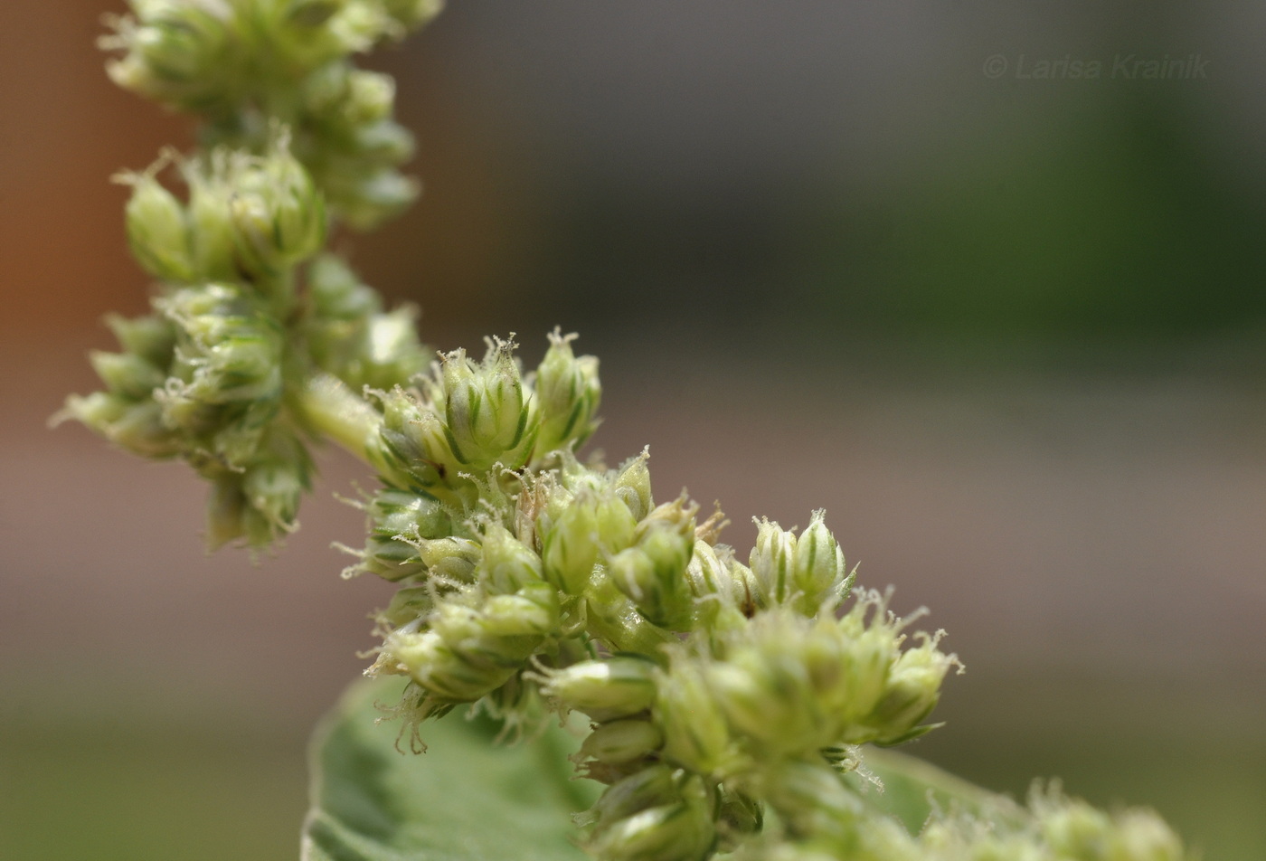 Изображение особи род Amaranthus.