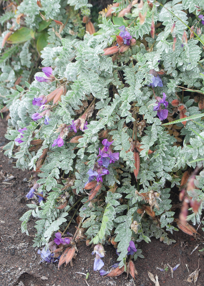 Image of Oxytropis kamtschatica specimen.