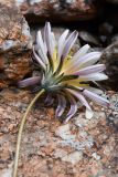 genus Taraxacum