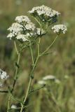 Achillea millefolium