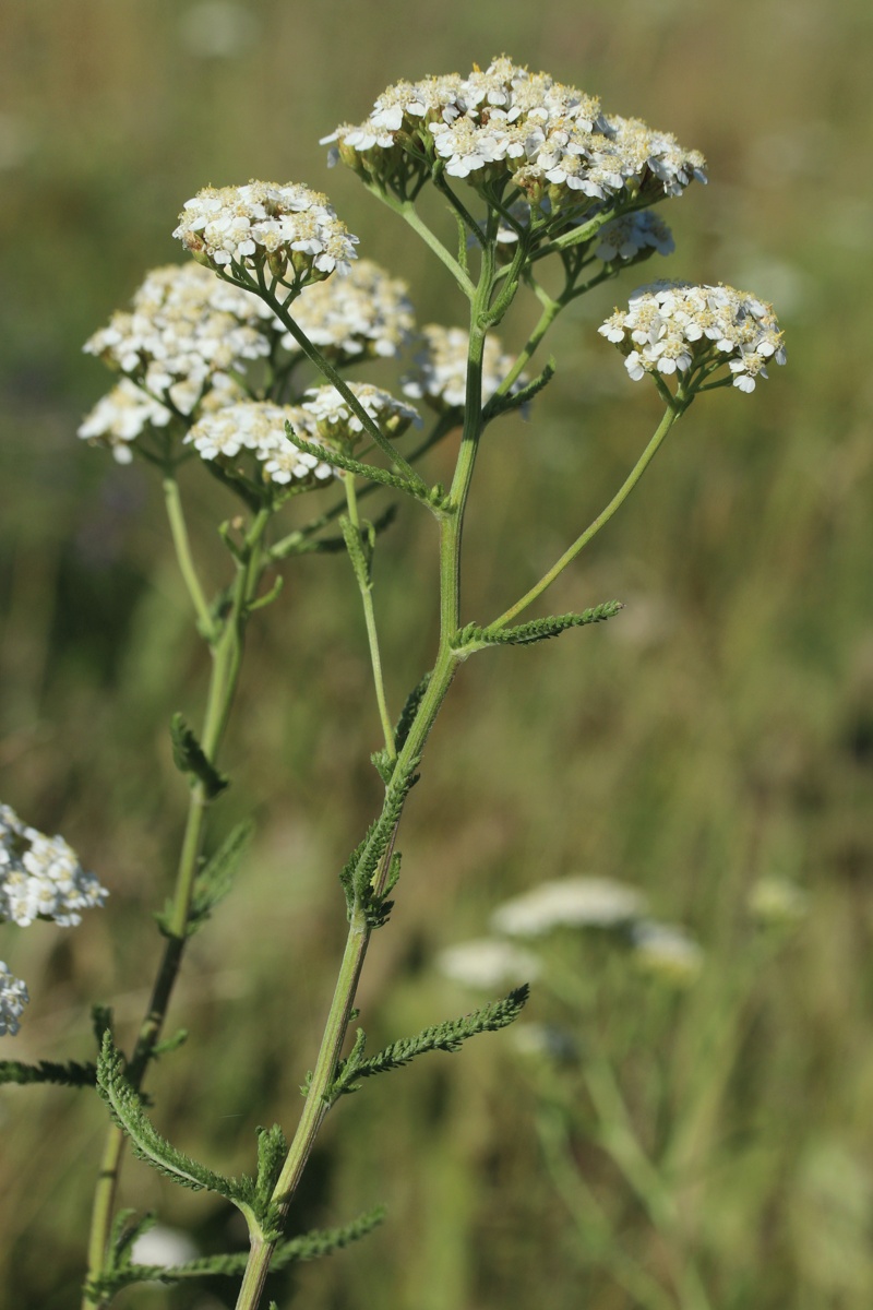 Изображение особи Achillea millefolium.