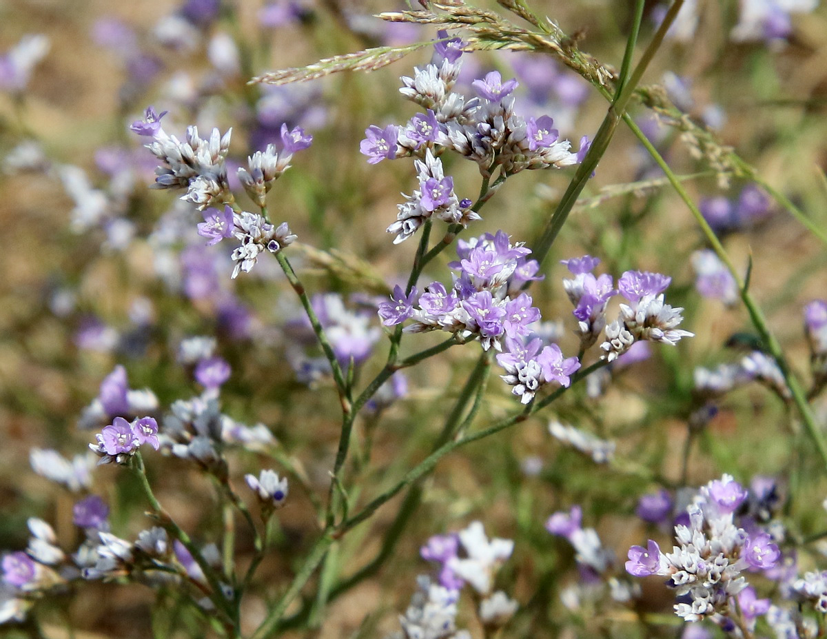 Image of Limonium caspium specimen.