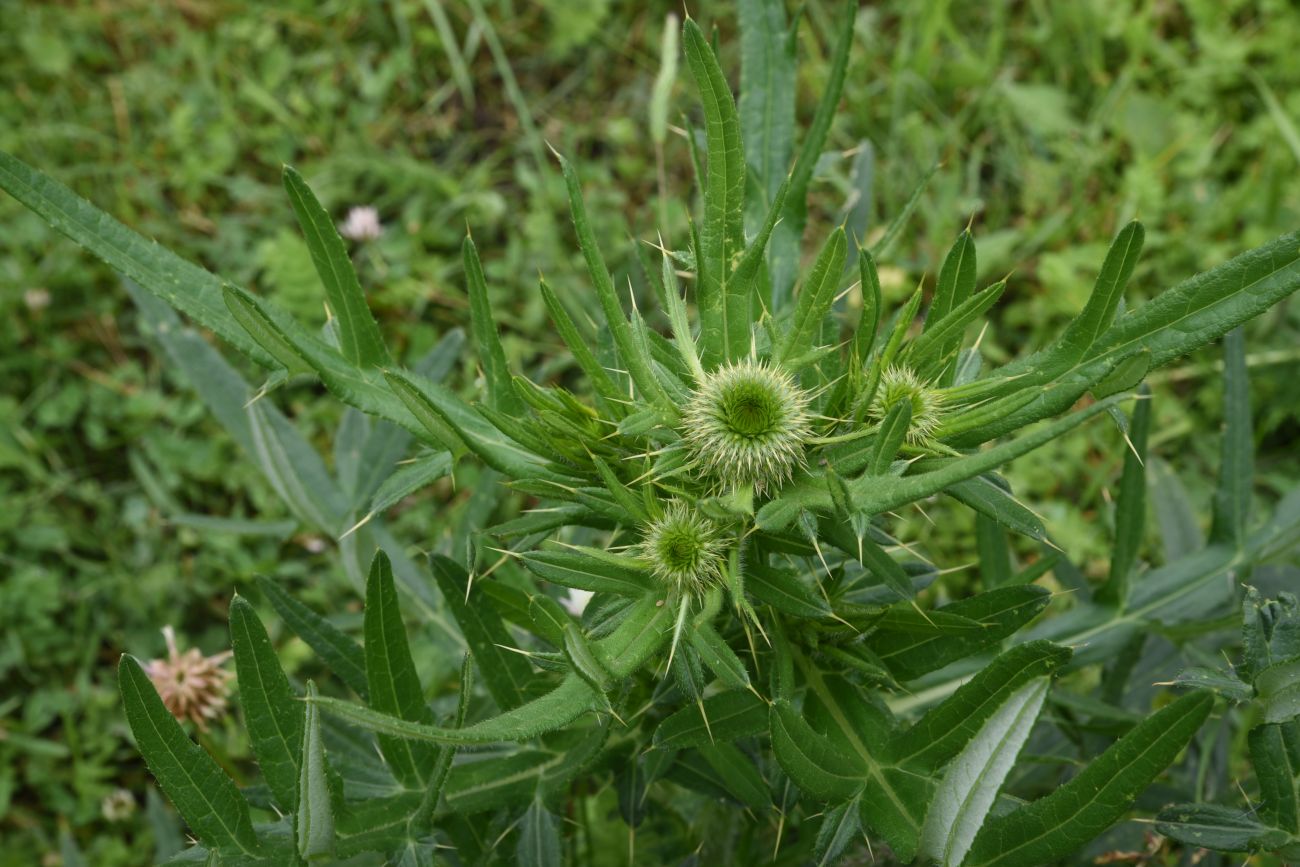 Изображение особи род Cirsium.