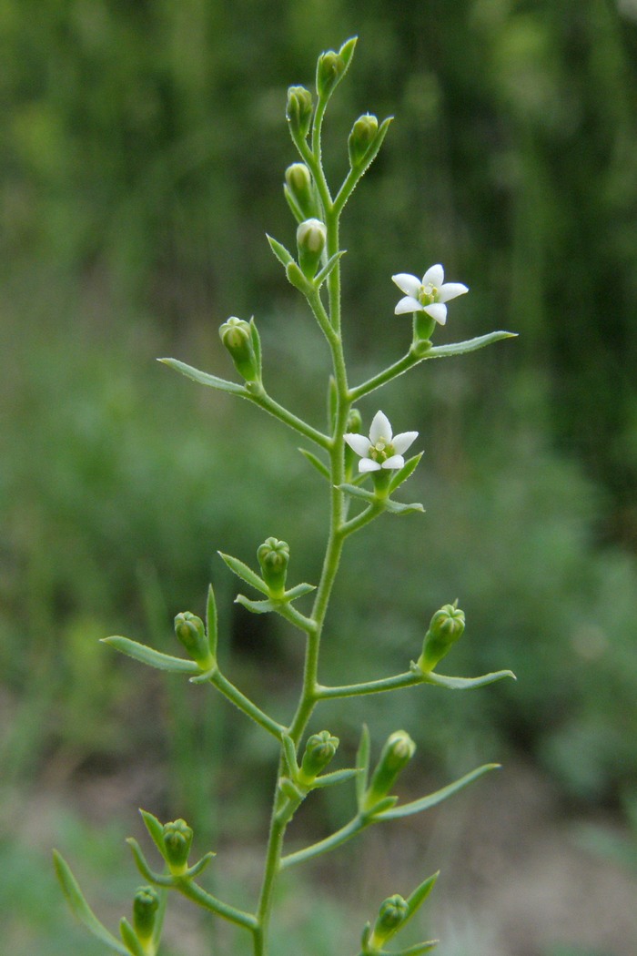 Image of Thesium krymense specimen.