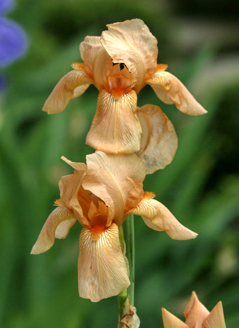 Image of genus Iris specimen.