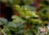 Смотреть изображение Aquilegia vulgaris