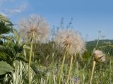 View full-size image Tragopogon brevirostris