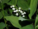 Смотреть изображение Convallaria majalis