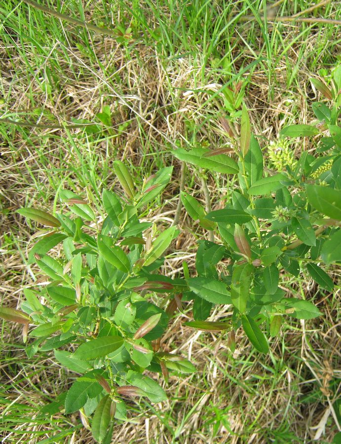 Image of Salix triandra specimen.