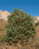 View full-size image Pinus sylvestris subspecies hamata