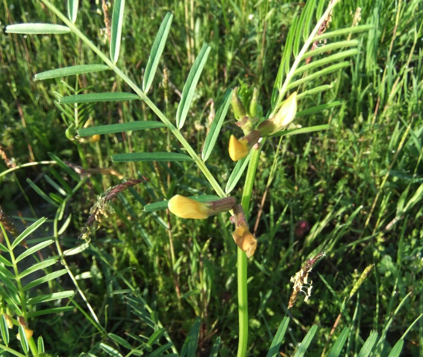 Изображение особи Vicia biebersteinii.