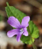 View full-size image Viola hirtipes