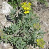 Alyssum lenense