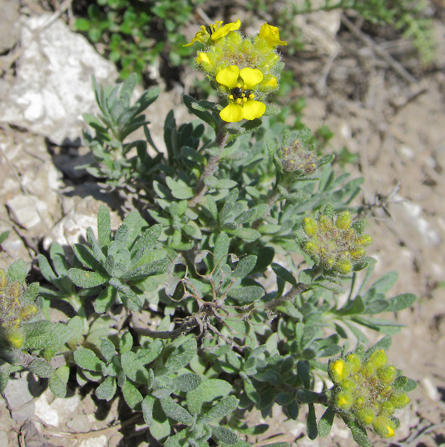 Изображение особи Alyssum lenense.