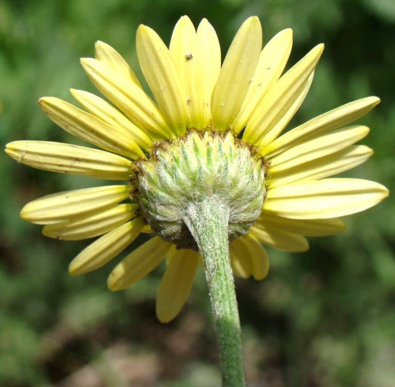 Image of Anthemis tinctoria specimen.