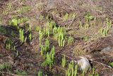 Veratrum lobelianum