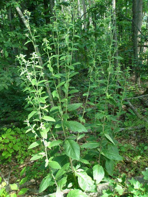 Image of Inula conyza specimen.