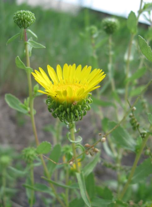 Image of Grindelia squarrosa specimen.