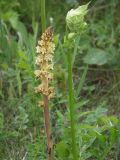 Orobanche pallidiflora. Цветущее растение рядом с хозяином - бодяком огородным. Ленинградская обл., Ломоносовский р-н, у дер. Мал. Забородье. 14.08.2008.