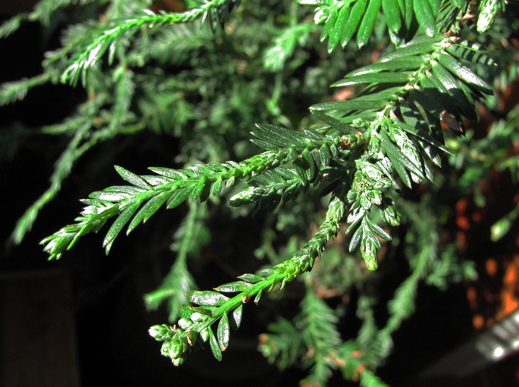 Image of Sequoia sempervirens specimen.