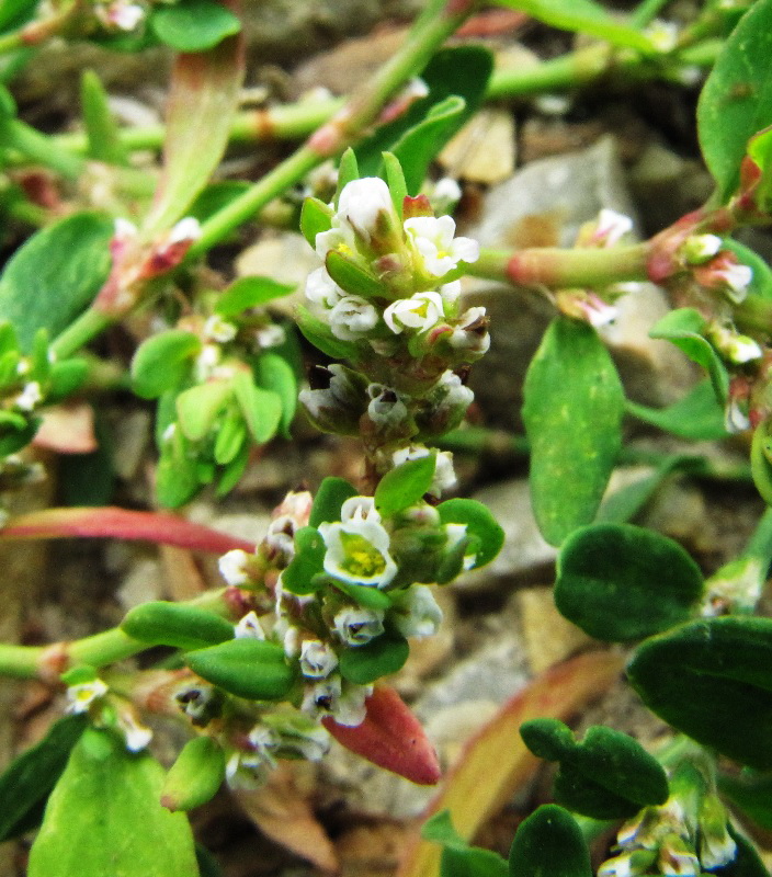 Image of Polygonum arenastrum specimen.