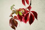 Parthenocissus quinquefolia