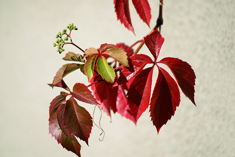 Image of Parthenocissus quinquefolia specimen.