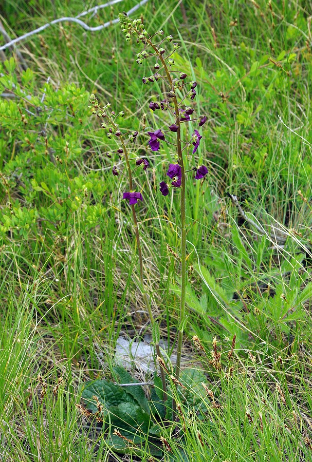 Изображение особи Verbascum phoeniceum.