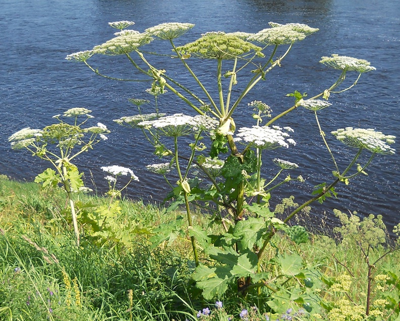 Image of Heracleum sosnowskyi specimen.