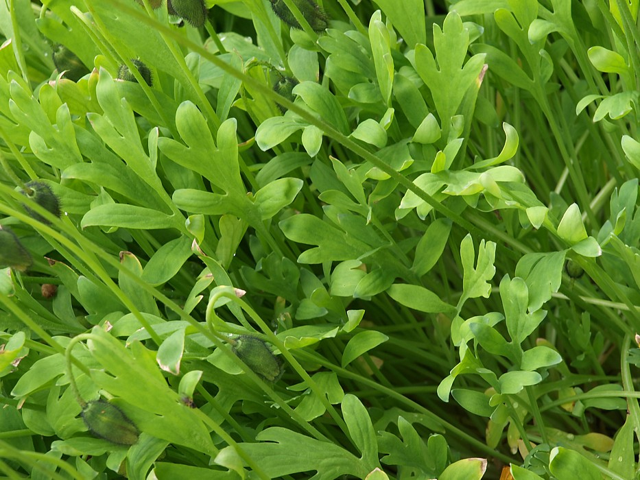 Image of Papaver croceum specimen.