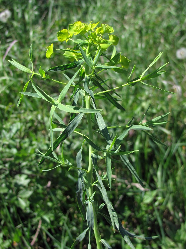 Изображение особи Euphorbia virgata.