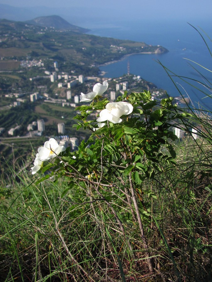 Image of Rosa spinosissima specimen.