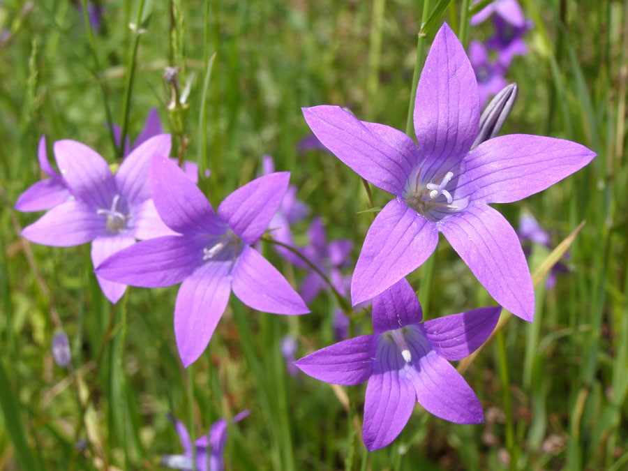 Image of Campanula patula specimen.