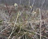 Eriophorum vaginatum. Цветущее растение в заболоченной лесотундре. Окрестности Мурманска, начало июня.