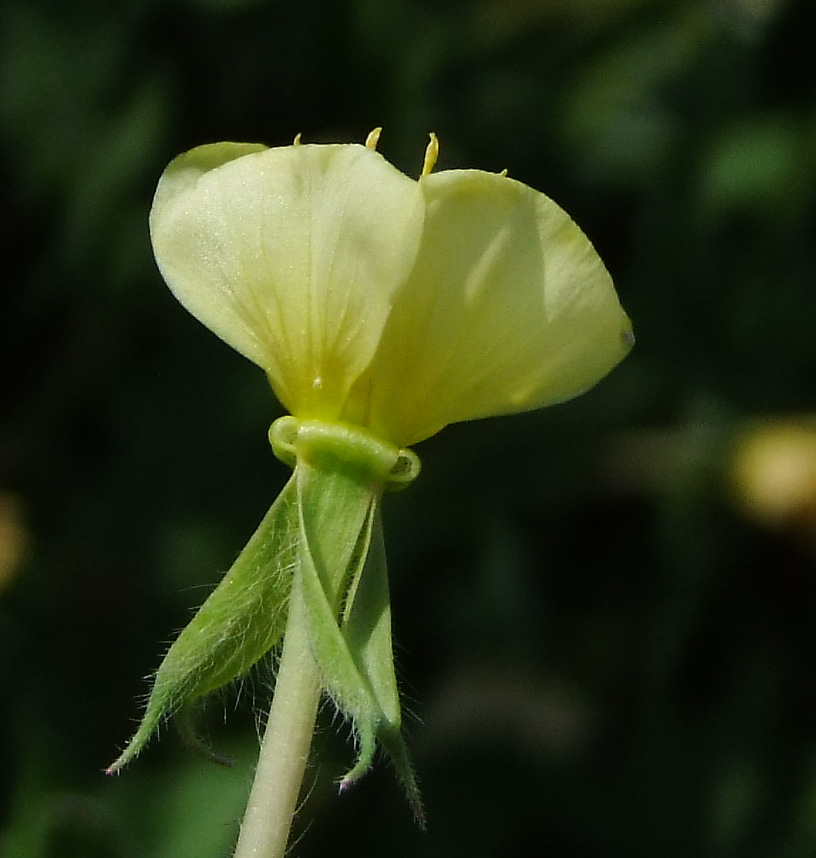 Image of Oenothera laciniata specimen.