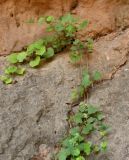 Ampelopsis aegirophylla. Растение на отвесной стене ущелья. Туркменистан, хр. Кугитанг, ущелье Кыркгыз. Июнь 2012 г.