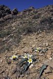 Tulipa turkestanica. Цветущие растения. Южный Казахстан, хр. Боролдайтау, горы Сартур; высота 1600 м н.у.м. 12.04.2012.